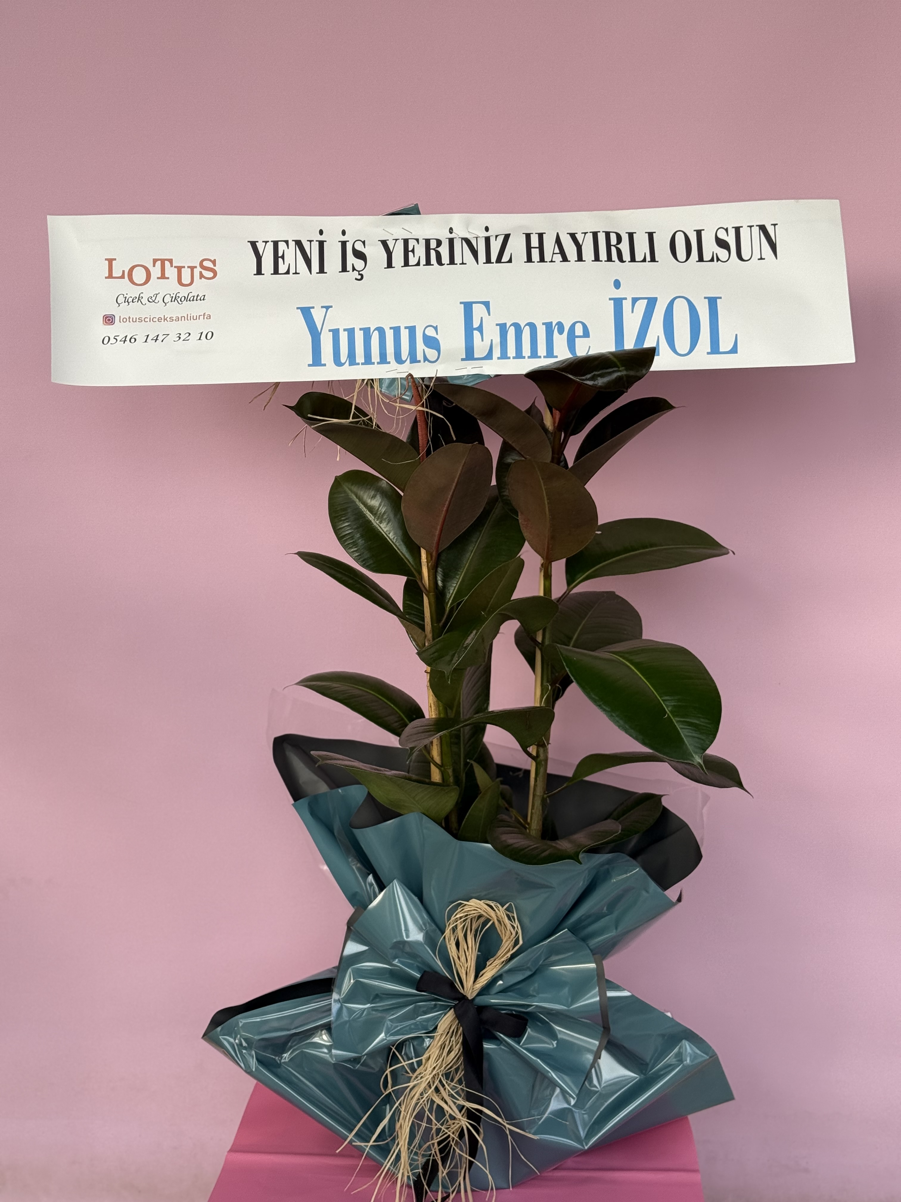 2 li kauçuk açılış çiçeği