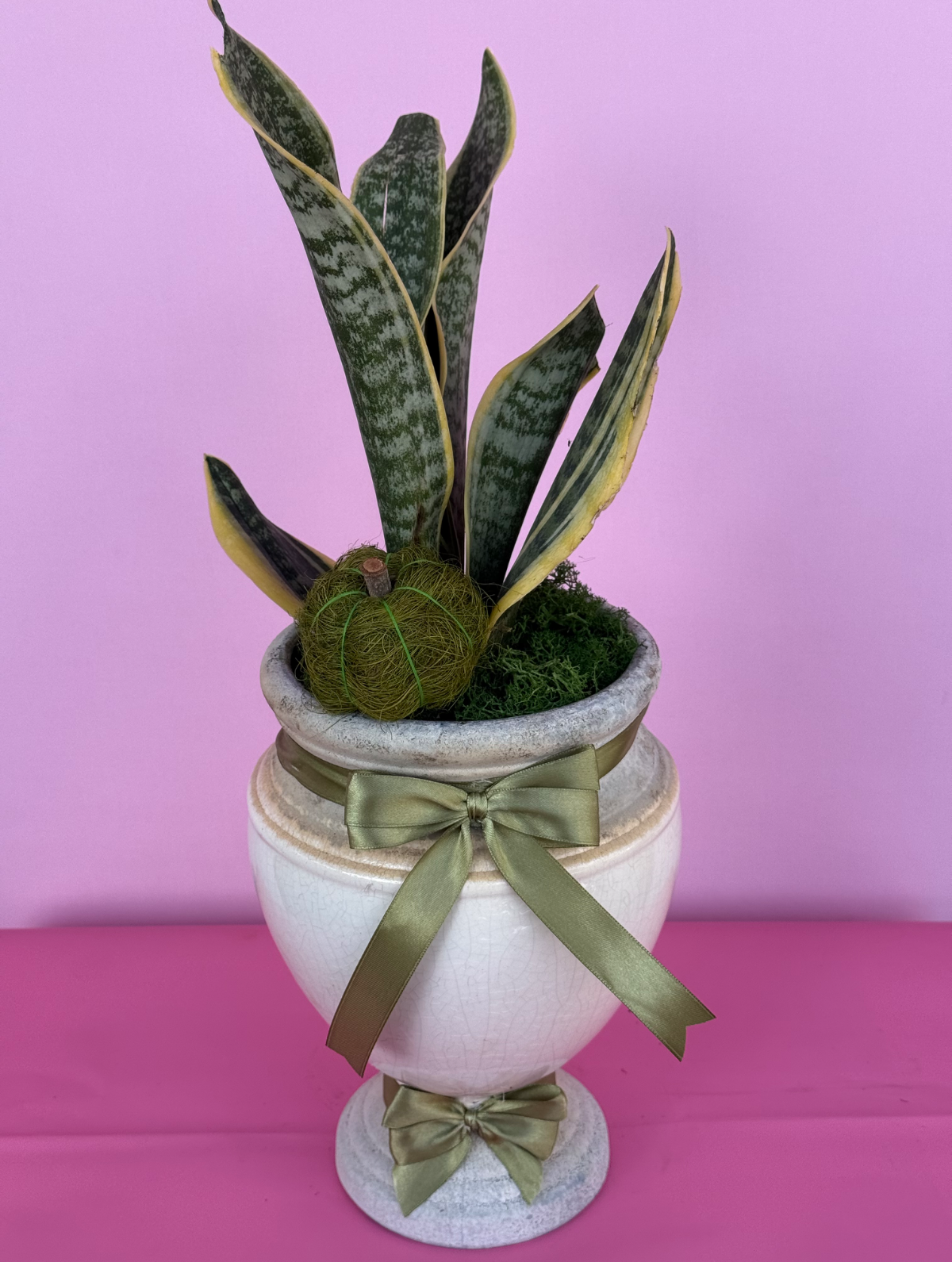 Kılıç sanseveria özel seramikli