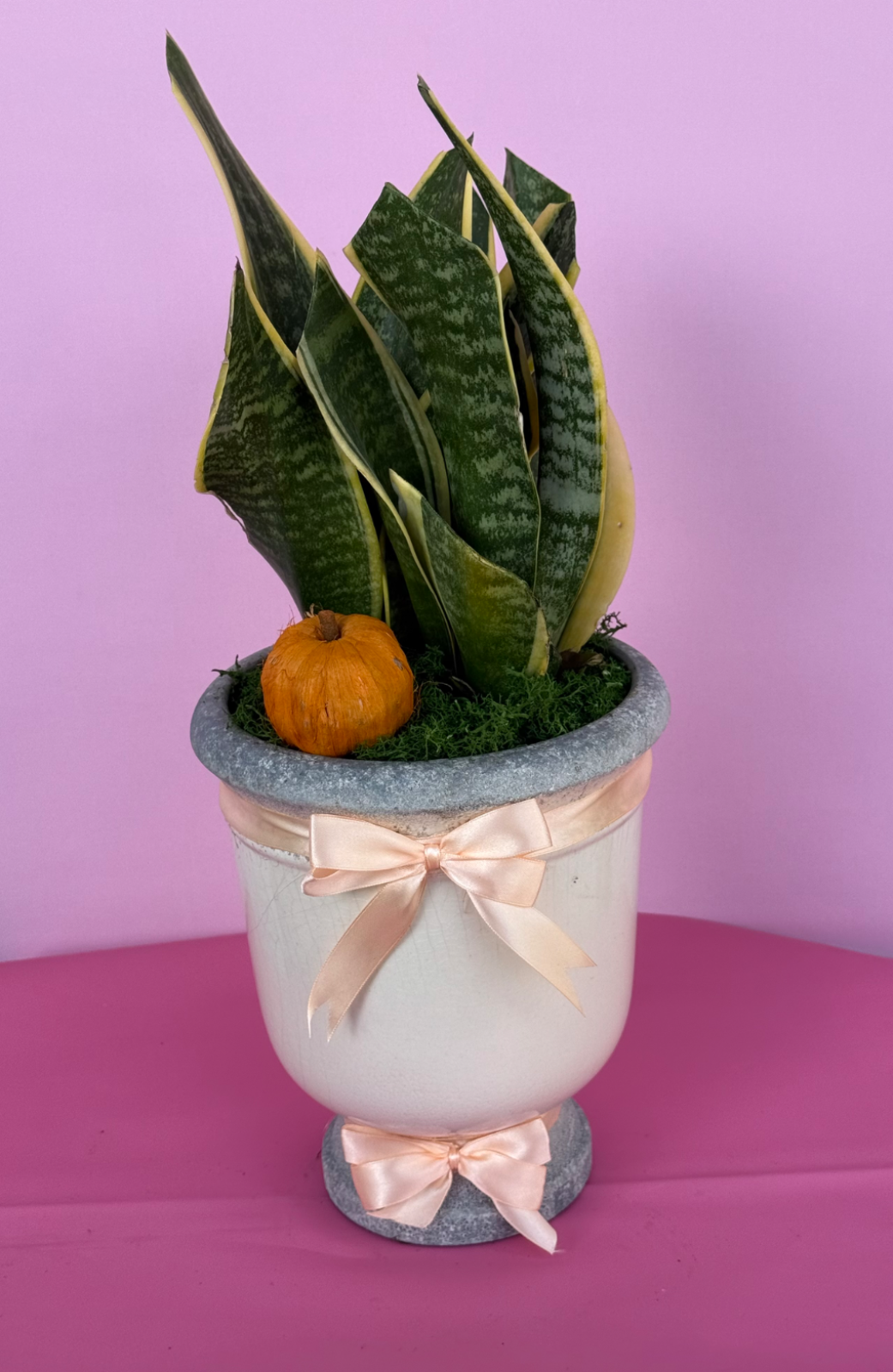 Kılıç sanseveria özel seramikli