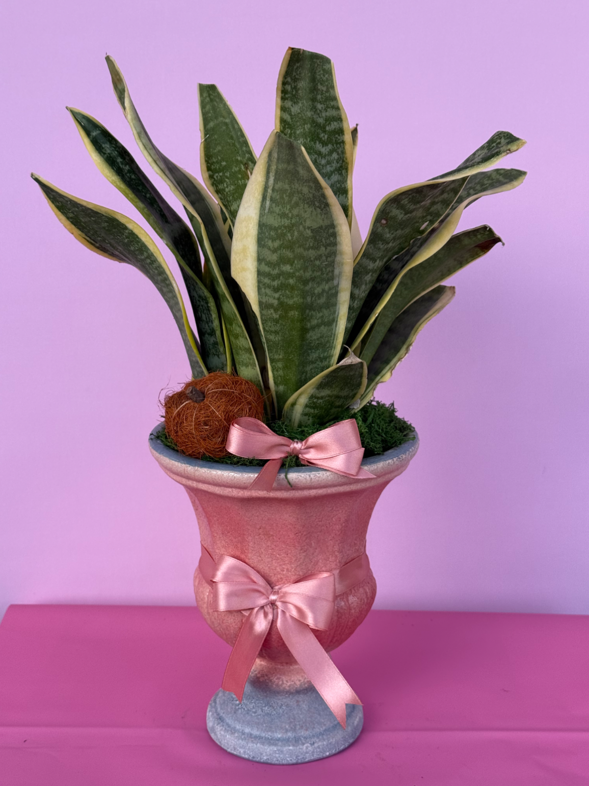 Kılıç sanseveria özel pembe seramik