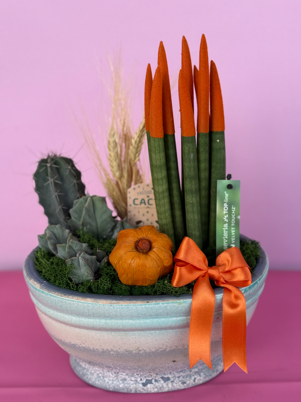 Boyalı sanseveria & ithal kaktüs