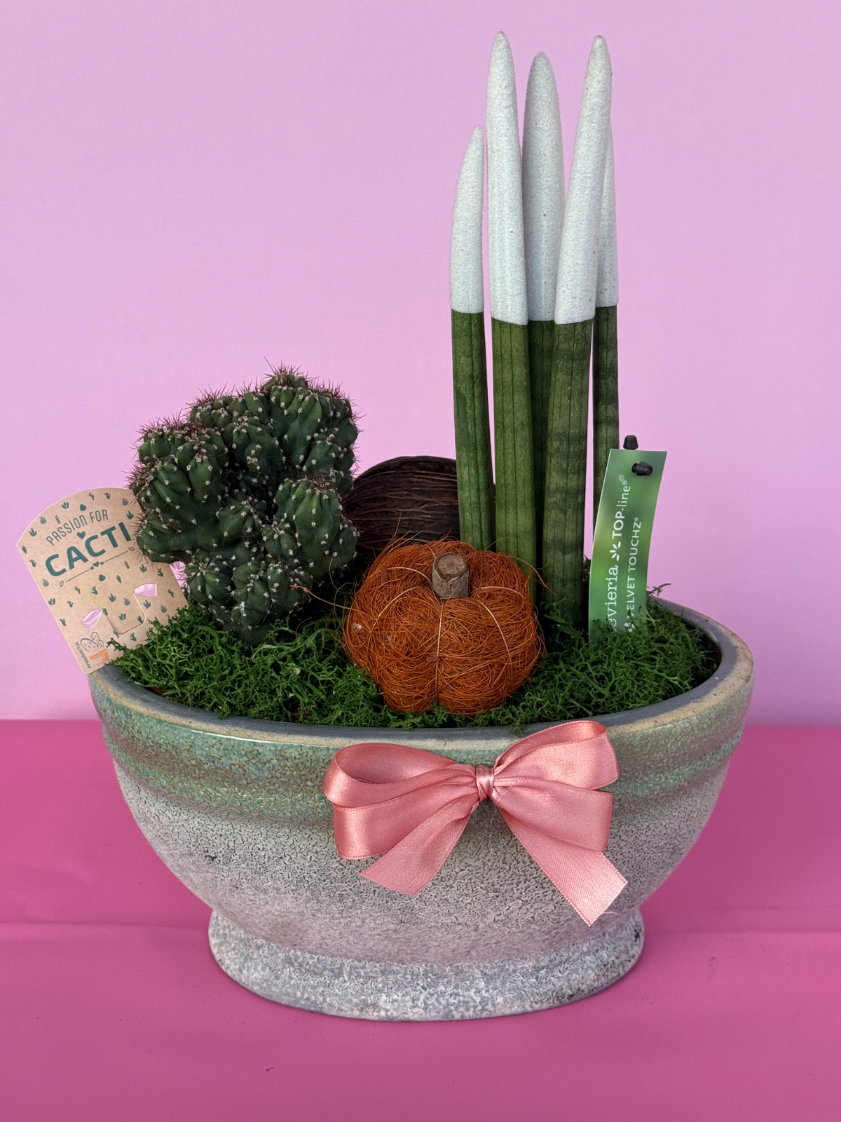 Kaktüs & boyalı sanseveria