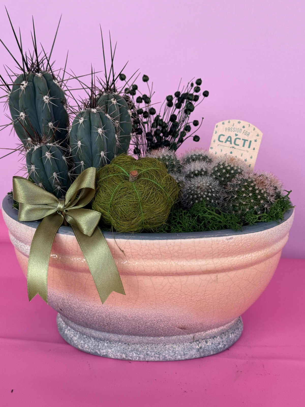 İthal çift kaktüs arejman