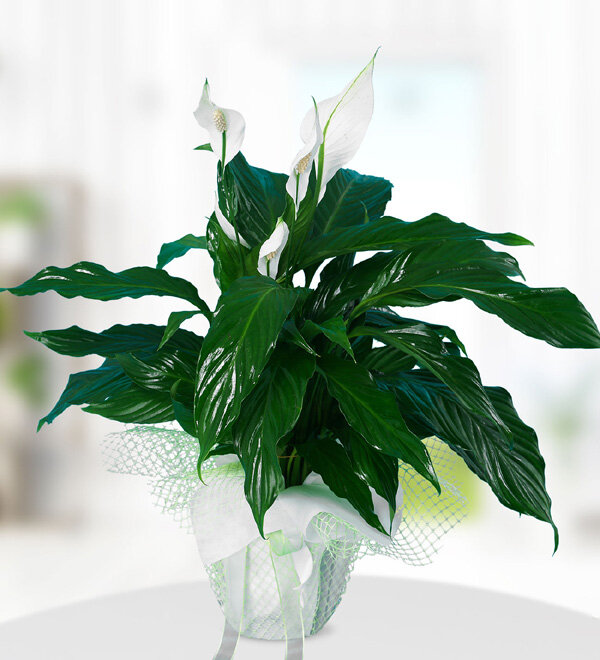 Spatifilyum (barış çiçeği)