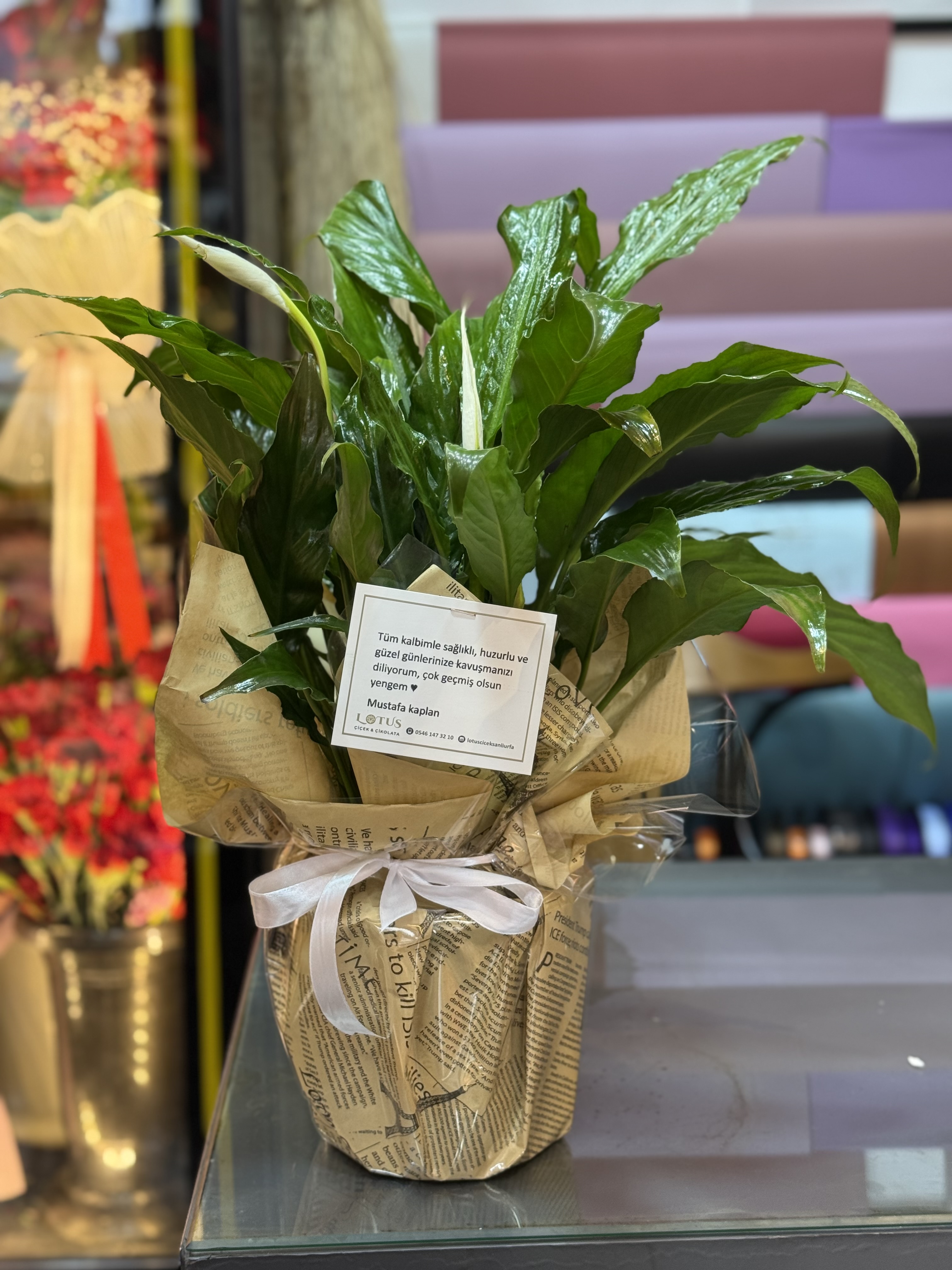 Spatifilyum (barış çiçeği)