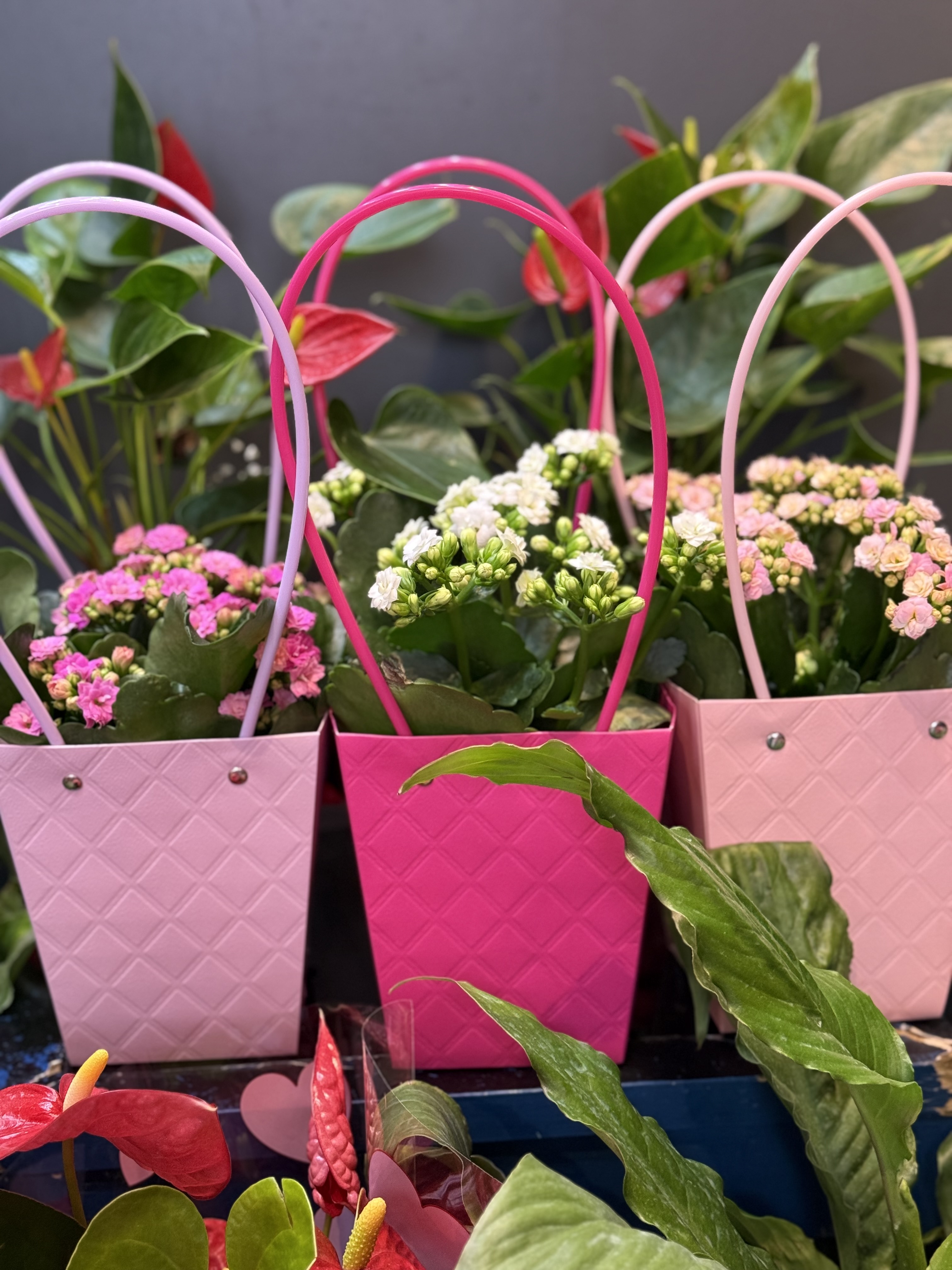 Kalancho calindiva çiçekli bitki